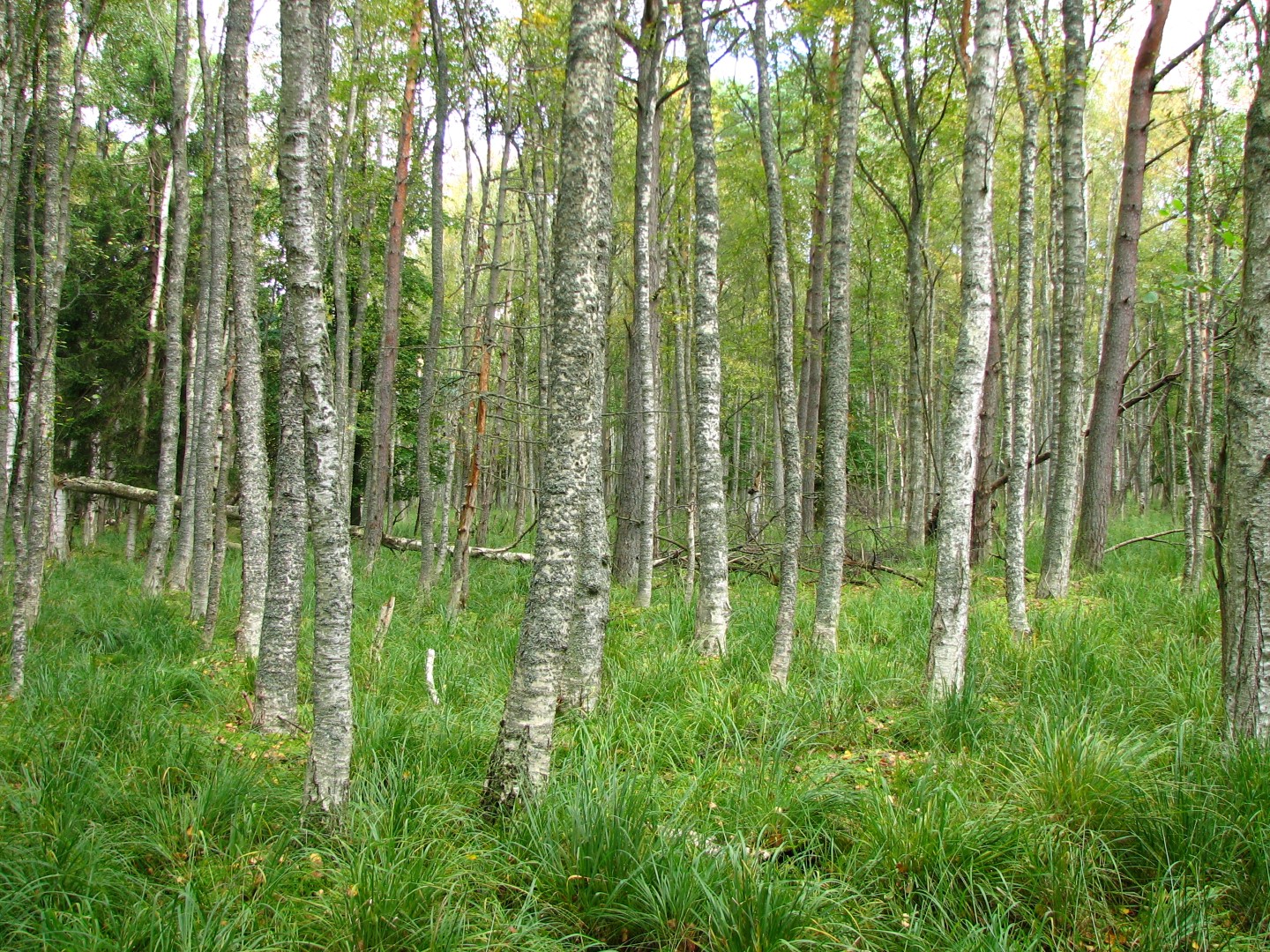 Vaccinio uliginosi-Betuletum pubescentis